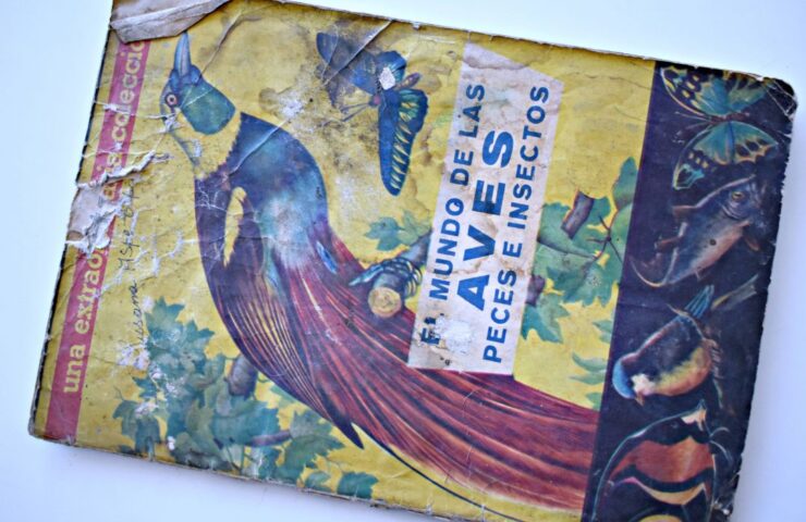 El mundo de las aves (Coda y Cía